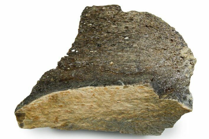 Fossil Tyrannosaur (T rex) Bone Section - Wyoming #353588